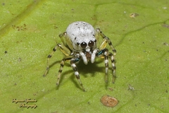 Cosmophasis lami
