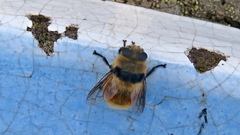 Cephenemyia stimulator