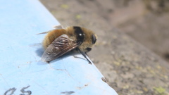 Cephenemyia stimulator