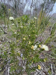 Melaleuca systena