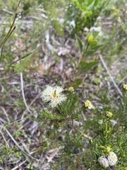 Melaleuca systena