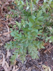 Ruscus aculeatus