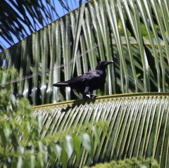 Corvus enca celebensis