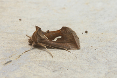 Macdunnoughia confusa