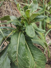 Senecio pseudoarnica