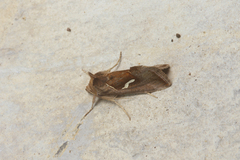 Macdunnoughia confusa