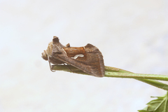 Macdunnoughia confusa