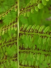 Athyrium angustum