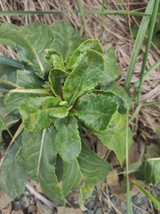 Senecio pseudoarnica