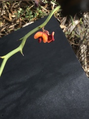 Daviesia brevifolia