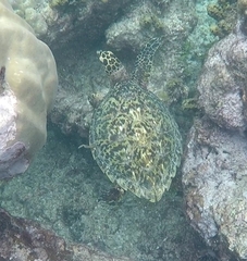 Eretmochelys imbricata