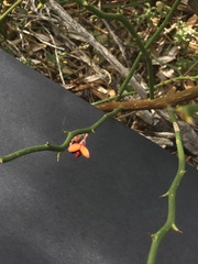 Daviesia brevifolia