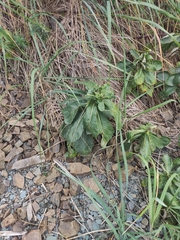 Senecio pseudoarnica