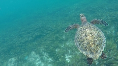 Eretmochelys imbricata