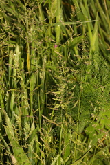 Poa trivialis