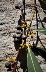 Eucalyptus mannifera