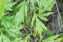 Artemisia vulgaris