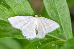 Chlorochlamys chloroleucaria