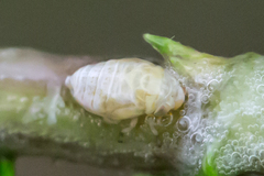 Clastoptera xanthocephala