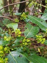 Hedycarya angustifolia
