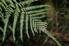Adiantum formosum