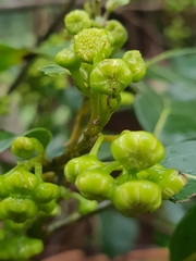 Hedycarya angustifolia