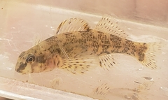 Etheostoma histrio