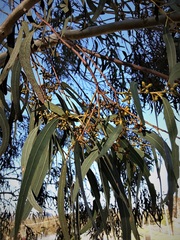 Eucalyptus mannifera