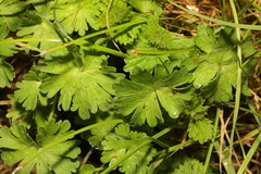 Geranium molle