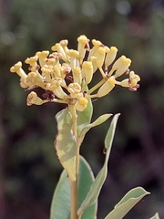 Bupleurum fruticosum