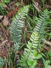 Pellaea falcata