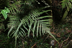 Adiantum formosum