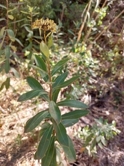 Bupleurum fruticosum