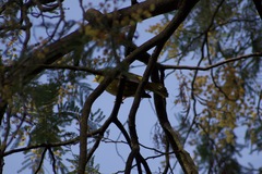 Manorina melanophrys