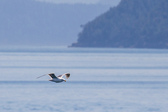 Laridae
