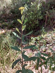 Bupleurum fruticosum