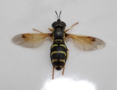 Chrysotoxum festivum