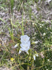 Drosera pallida