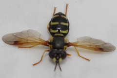 Chrysotoxum festivum