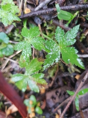 Hydrocotyle geraniifolia