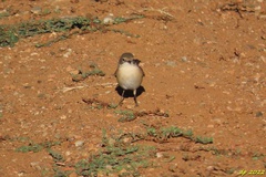 Curruca iberiae