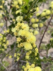 Acacia littorea