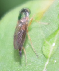 Sargus bipunctatus