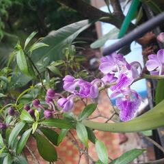 Aerides maculosa