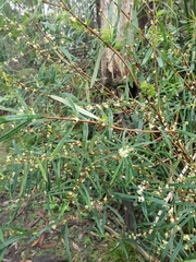 Pimelea axiflora axiflora