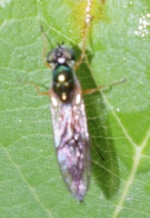 Sargus bipunctatus