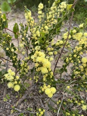Acacia littorea