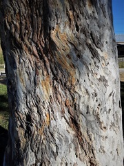 Eucalyptus mannifera