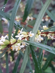 Pimelea axiflora axiflora