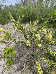 Acacia littorea